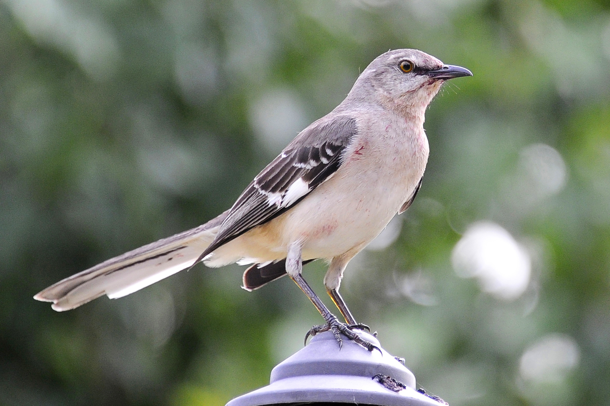 Who's that singing? As fall migration arrives, apps that ID birds by sound have taken off - Vimarsana News