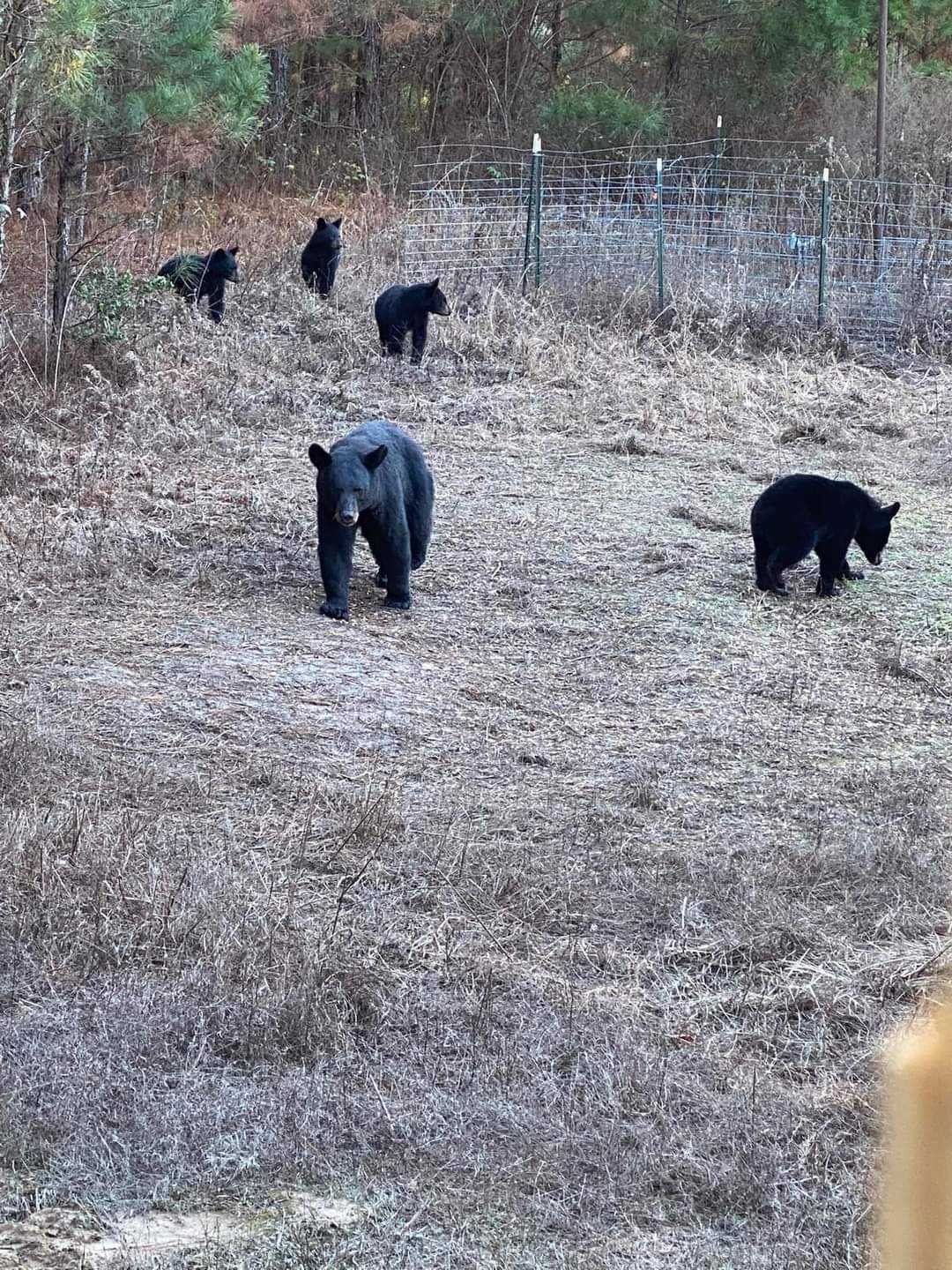 Prospective bear hunters need permits - Vimarsana News