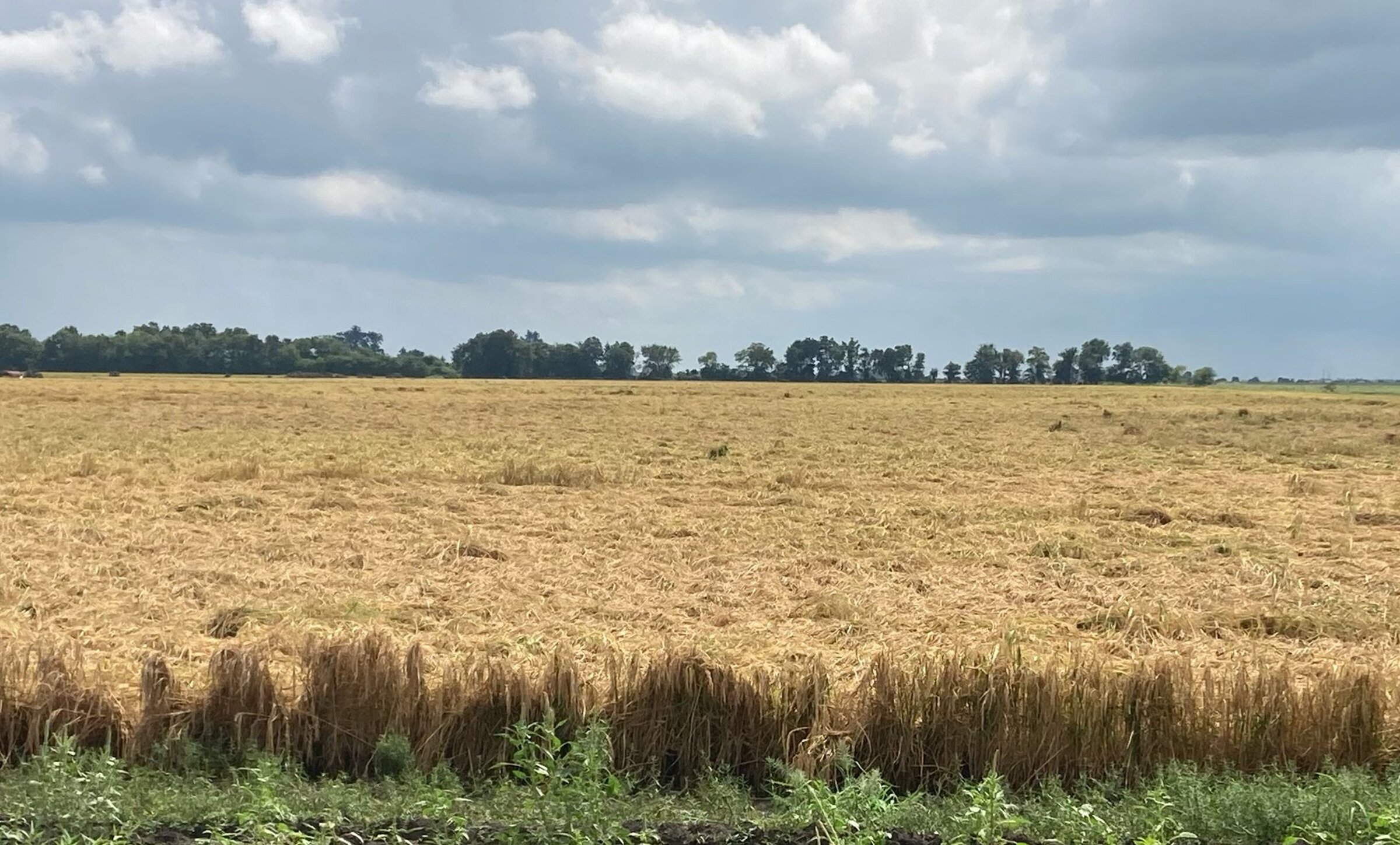 Rice harvest hopes dim with rain, wind damage