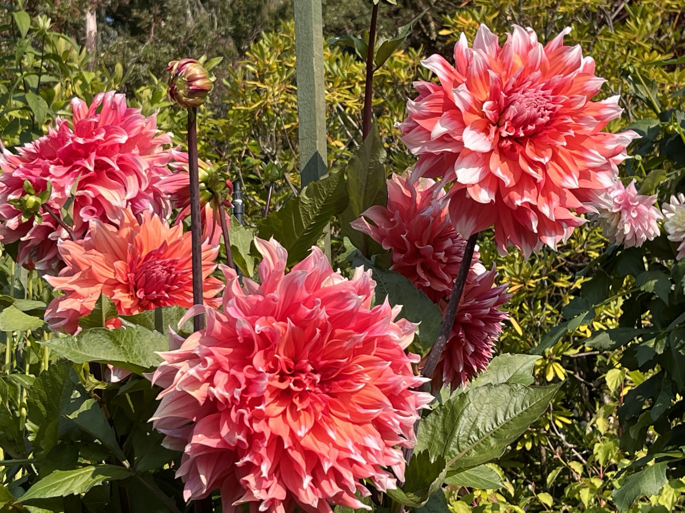 Glorious Butchart Gardens built in old limestone quarry wows