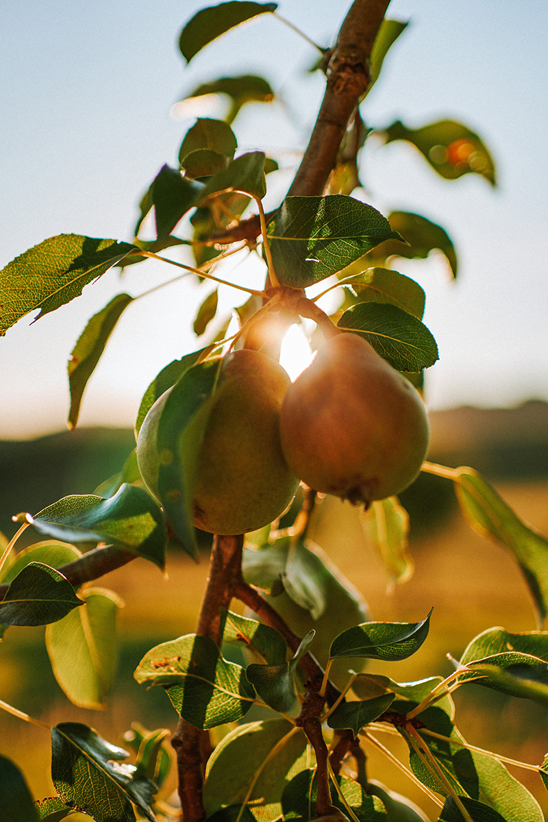 How to grow fresh fruit in a tiny yard - Vimarsana News