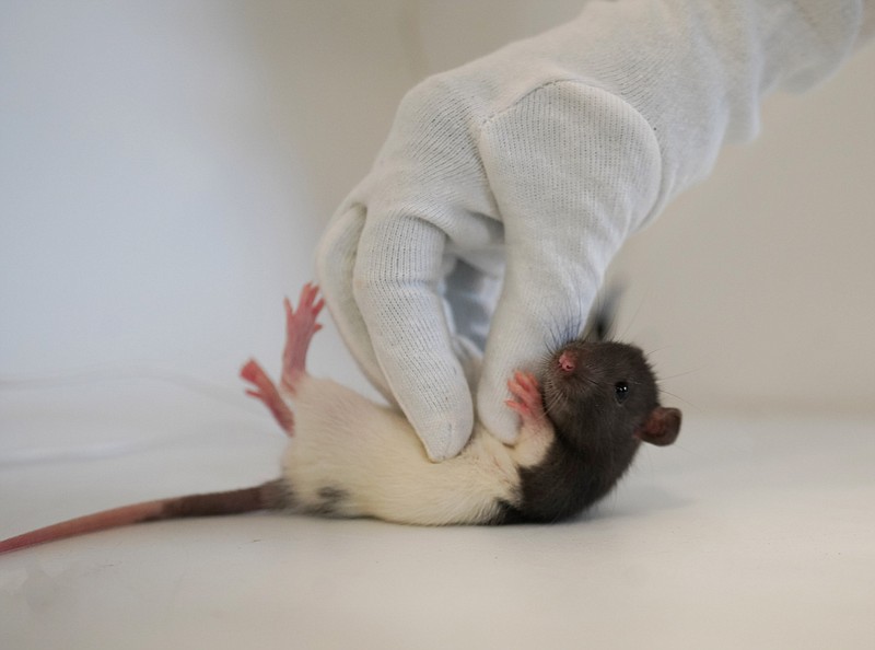 Rats enjoy play and vocalize - their version of laughter - when tickled, said researcher Natali Gloveli. (Photo by Natalie Gloveli and Lea Urban)
