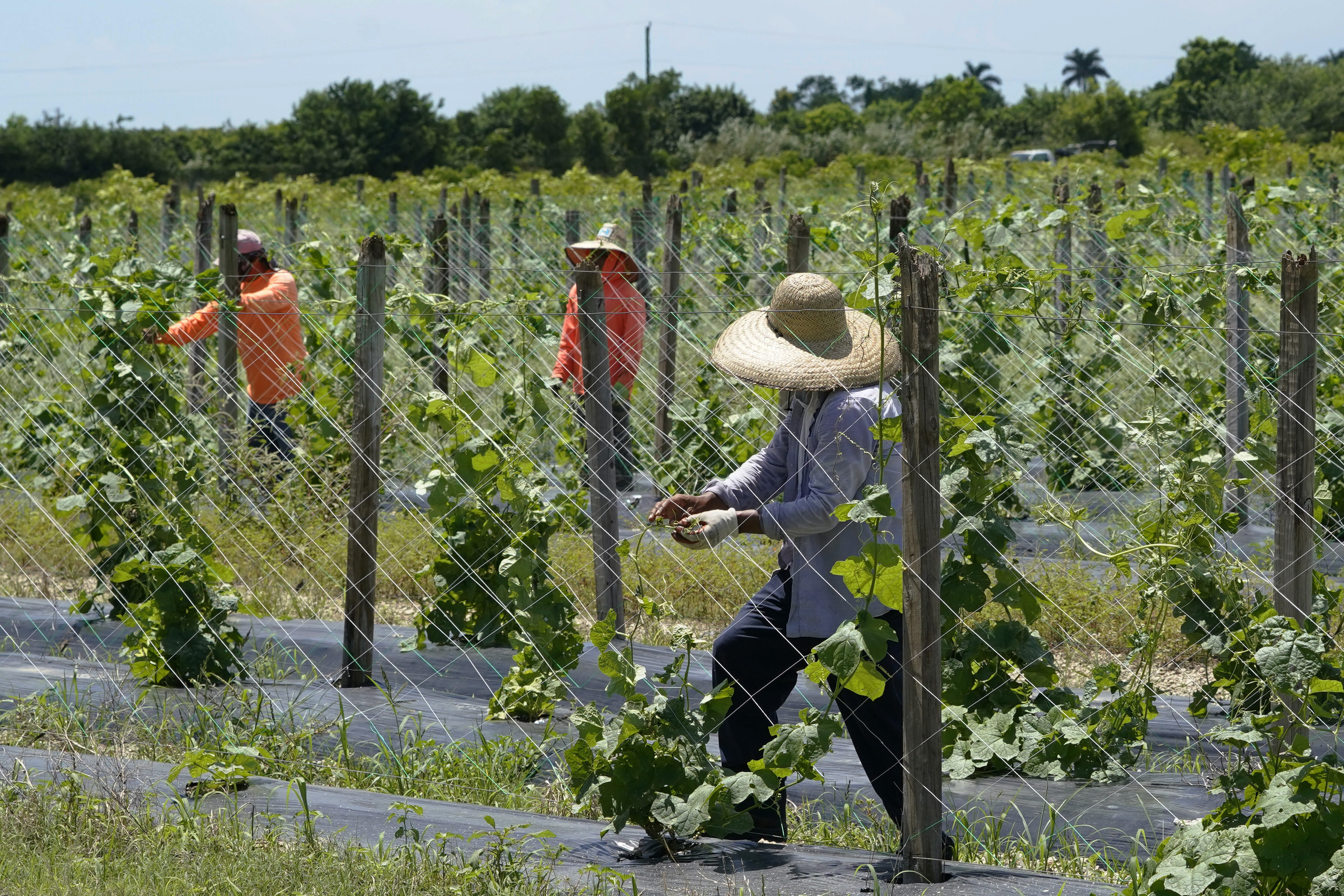 Florida farmworkers fear new state immigration law, advocate says