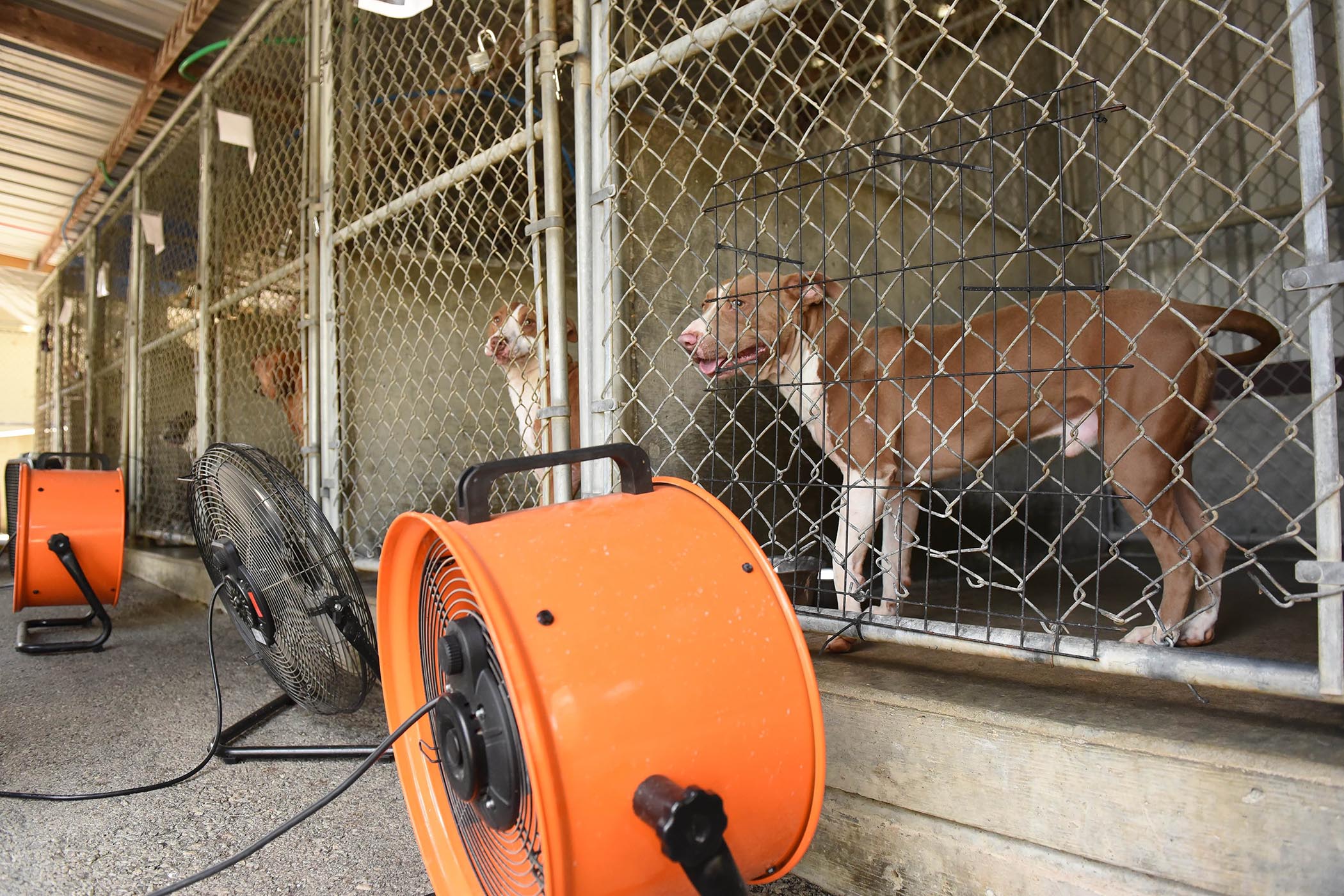 Jacksonville votes to spend $10,000 of federal funds on animal shelter - Vimarsana News