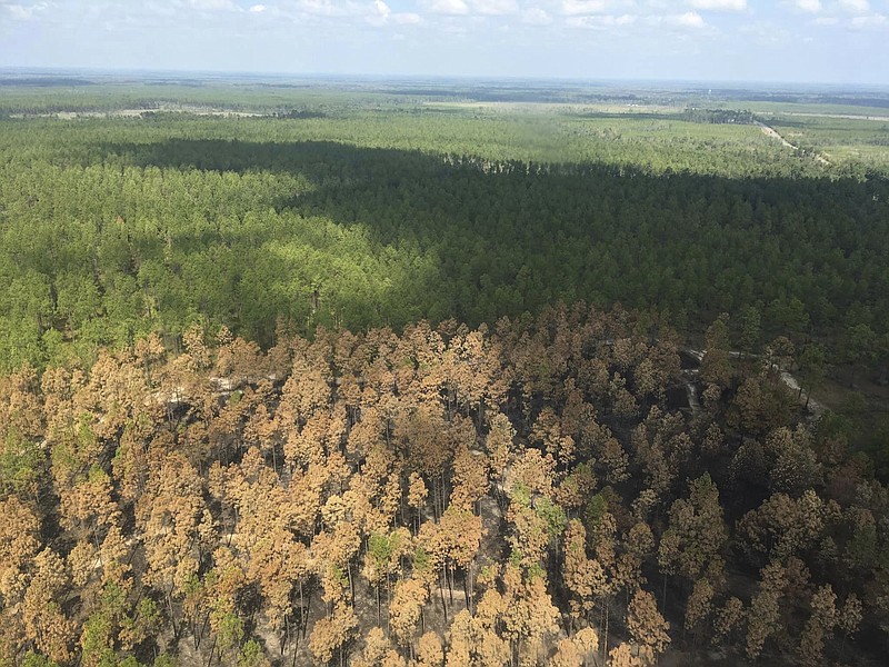 This photo provided by Louisiana Department of Agriculture and Forestry shows scorched woodlands near Merryville, La., at the Tiger Island Fire on Wednesday, Aug., 30, 2023.   (Alison Coons/Louisiana Department of Agriculture and Forestry via AP)