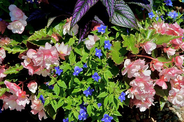 Surefire Cherry Cordial begonia starts year of the 'Great Begonia Awakening' - Vimarsana News