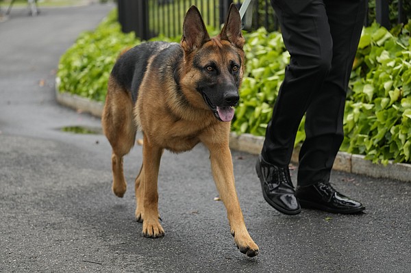 Biden's dog bites another Secret Service employee - Vimarsana News