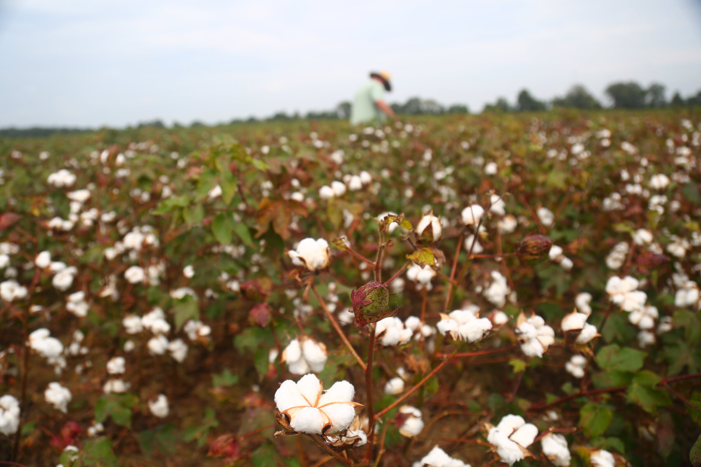 With cotton acres down, increased planting can pay off