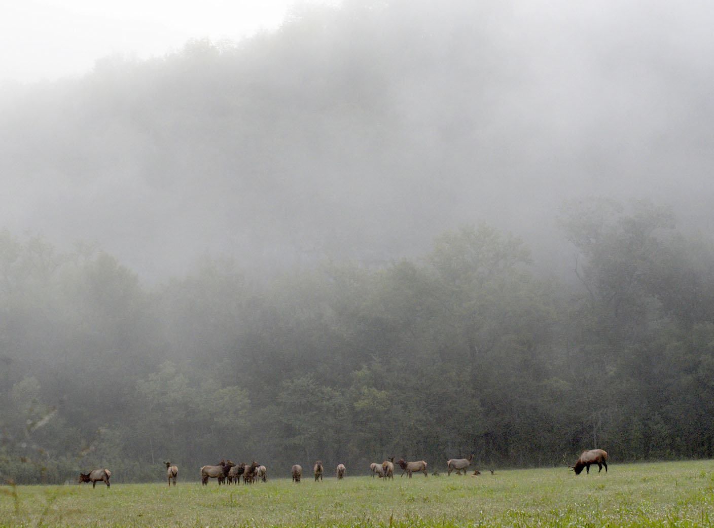 Arkansas Elk Season Has Abundant Enthusiasm Limited Hunting Permits Along Buffalo National 6493