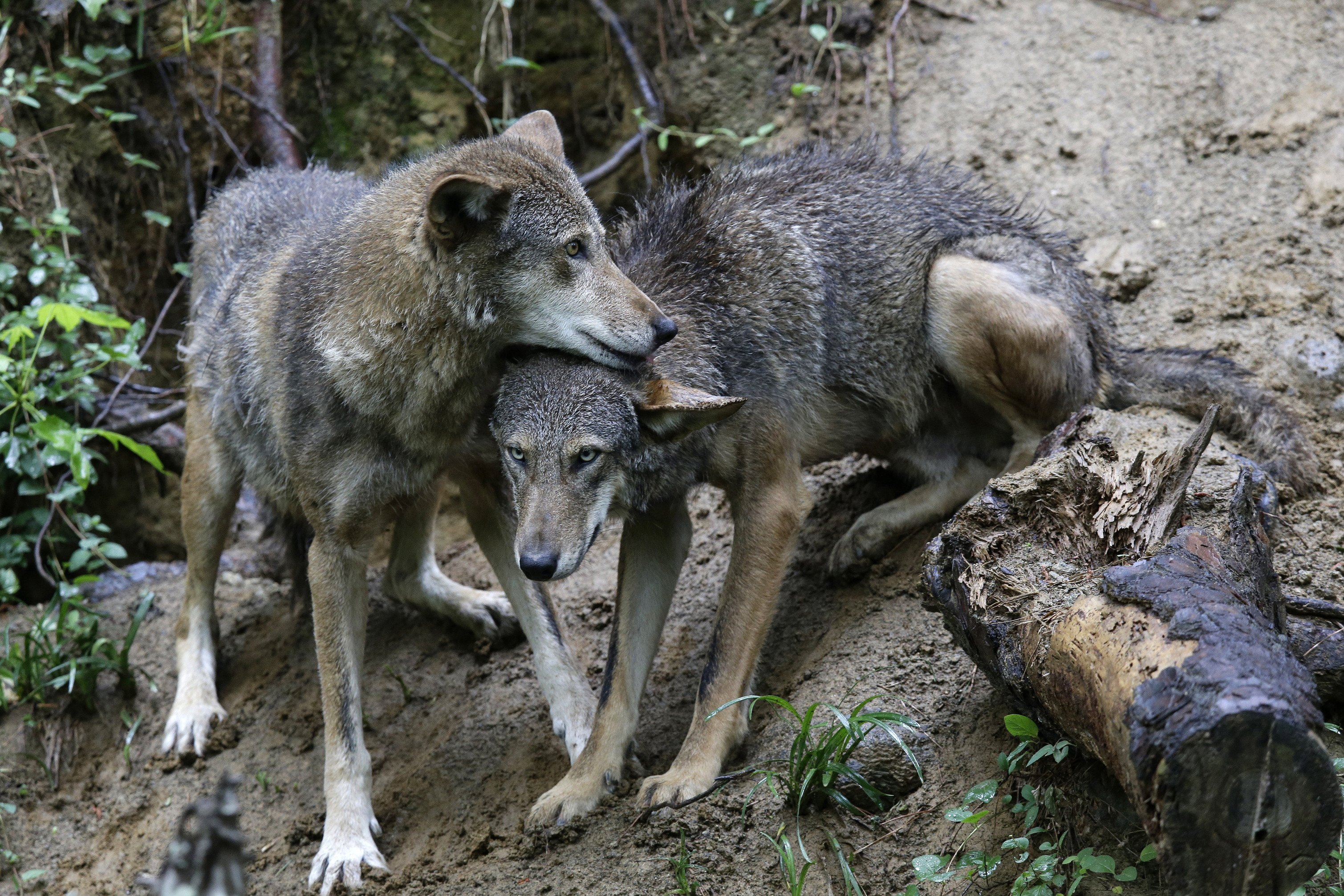 Saving the red wolf from dying out in wild seen as urgent - Vimarsana News