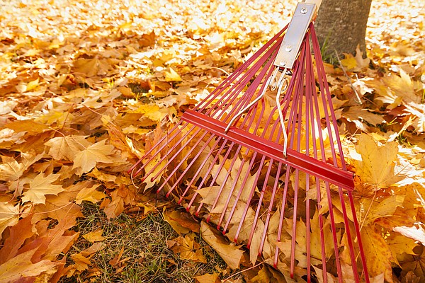 Planning to rake those leaves in your yard this fall Why you should reconsider Planning to rake those leaves in your yard this fall Why you should reconsider