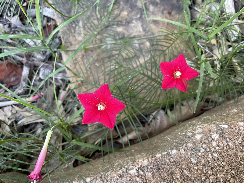 Cypress vine is a member of the morning glory family.
(Special to the Democrat-Gazette)