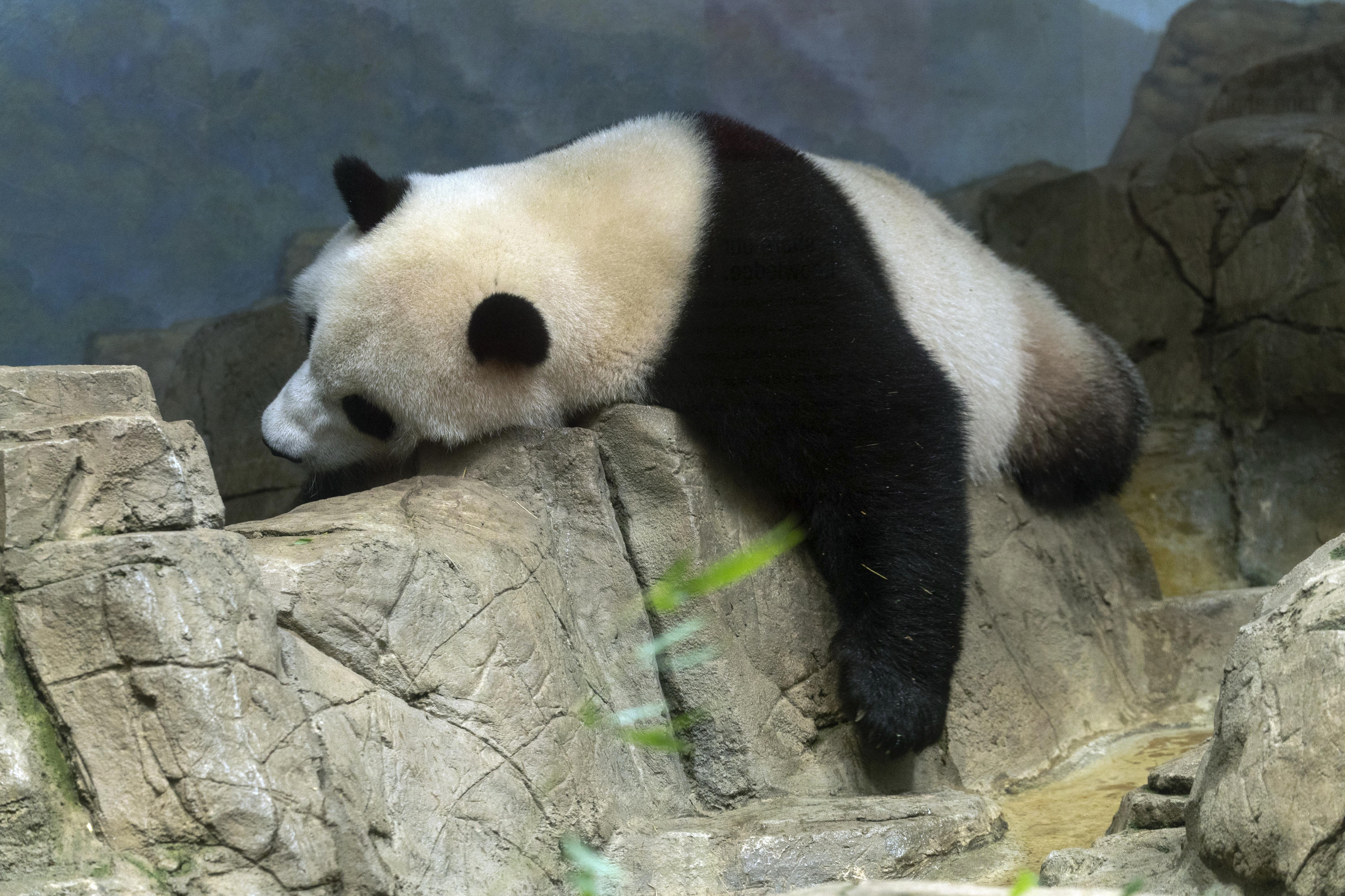 Pandas could be gone from U.S. zoos by the end of 2024 - Los Angeles Times