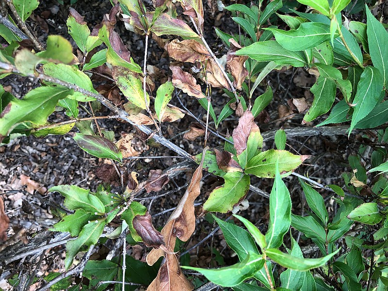IN THE GARDEN This reblooming Sonic Boom weigela’s losing more leaves