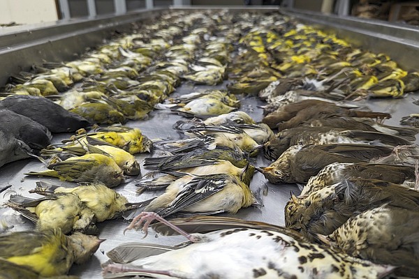 Nearly 1,000 migrating songbirds die after crashing into windows at ...