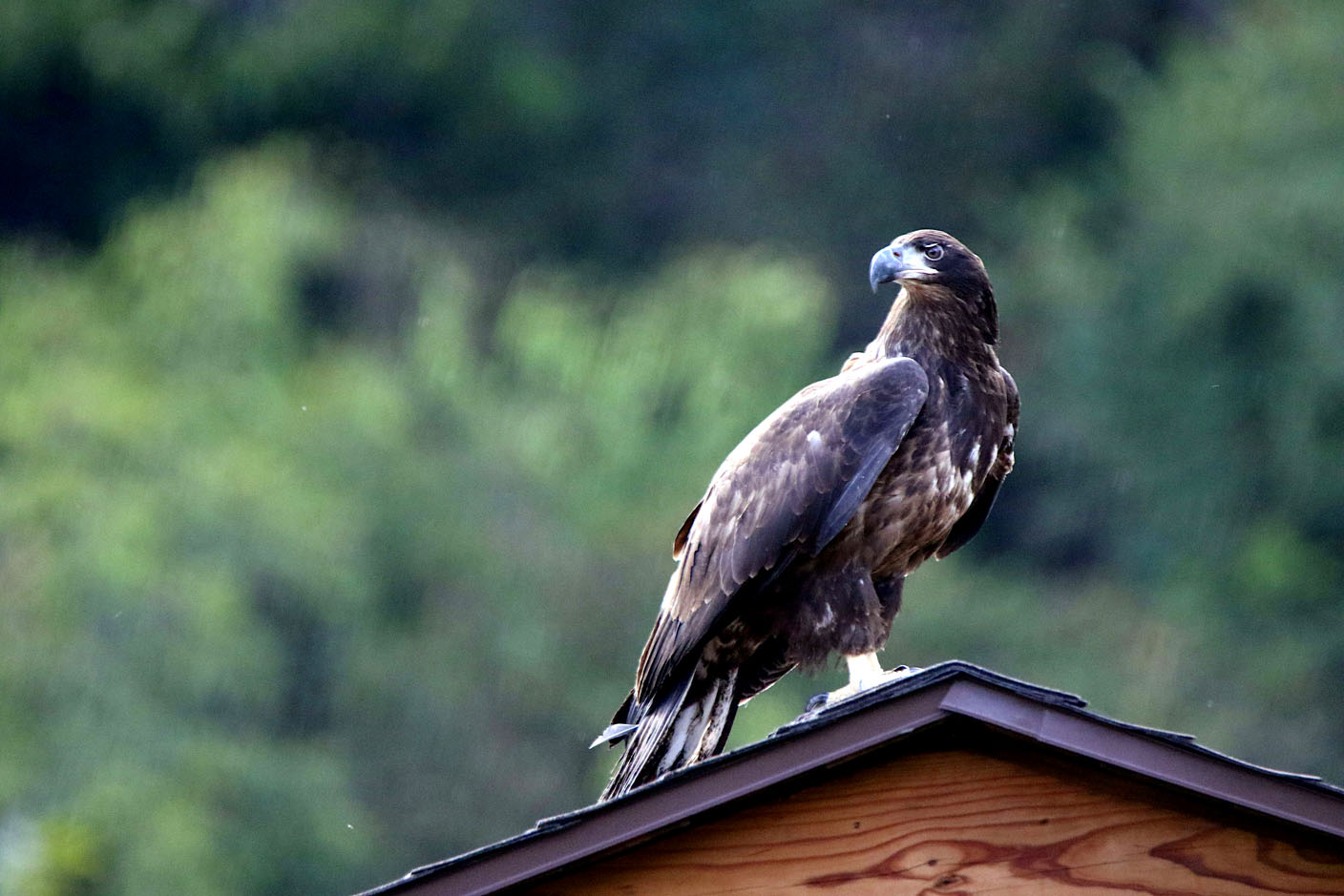Rehabilitated bald eagle released at Eagle Watch Nature Trail - Vimarsana News