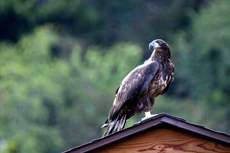 Submitted photo
An immature bald eagle sits briefly atop a pavilion after it was released at the Eagle Watch Nature Trail on the afternoon of Sept. 24. The bird was rehabilitated over the past six months by veterinarians and caretakers at Northsong Wild Bird Rehabilitation in Fayetteville before its release last month.