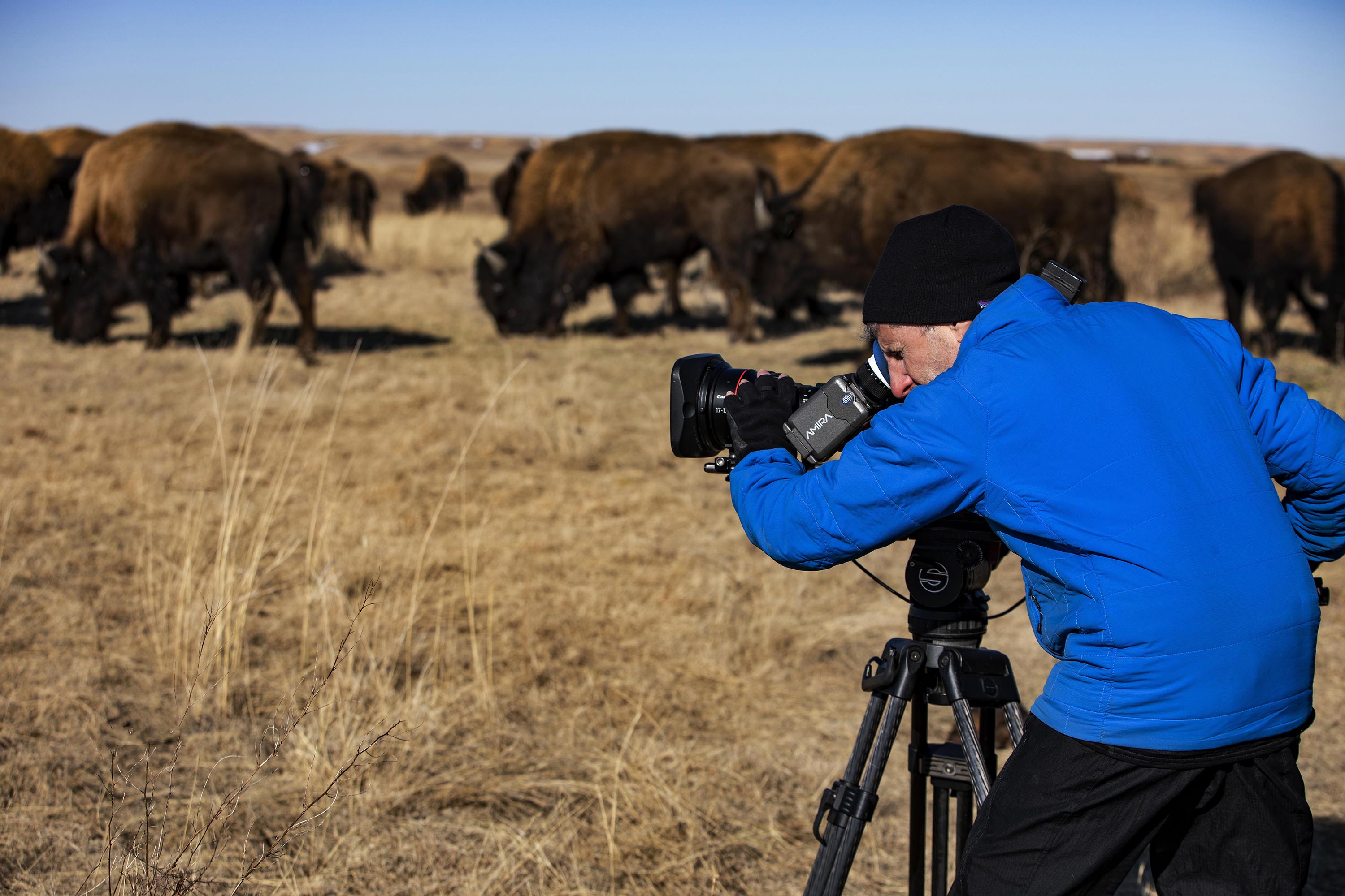 Ken Burns' 'The American Buffalo' tells a story that hasn't yet ended - Vimarsana News