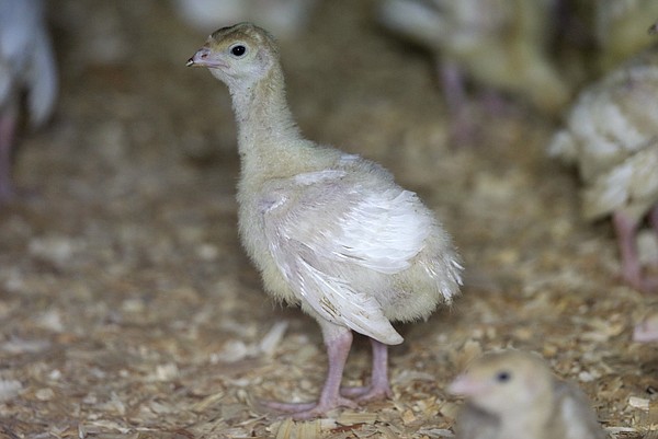 USDA confirms bird flu in flocks - Vimarsana News