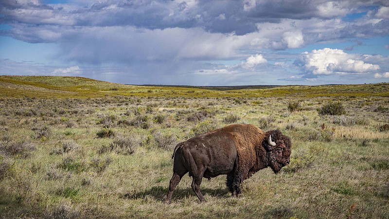 "The American Buffalo" is the subject of Ken Burns' next documentary which premieres on PBS next Monday. (Craig Mellish/PBS/TNS)
