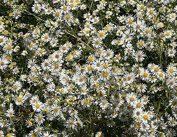 IN THE GARDEN Wild aster known as Michaelmas daisy spreads into large fall blooming stands across Arkansas The Arkansas Democrat Gazette Arkansas Best News Source