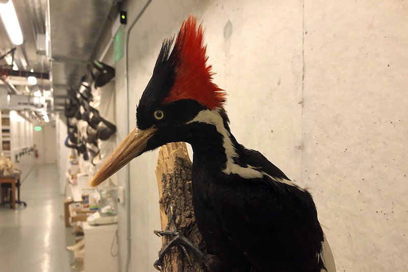 FILE - An ivory-billed woodpecker specimen is on a display at the California Academy of Sciences in San Francisco, Sept. 24, 2021. The federal government has been asked to consider at least two videos made in recent years as evidence that ivory-billed woodpeckers may still exist. The U.S. Fish and Wildlife Service said in July 2022, that it was looking for video or photos that all experts could agree showed the bird. (AP Photo/Haven Daley, File)