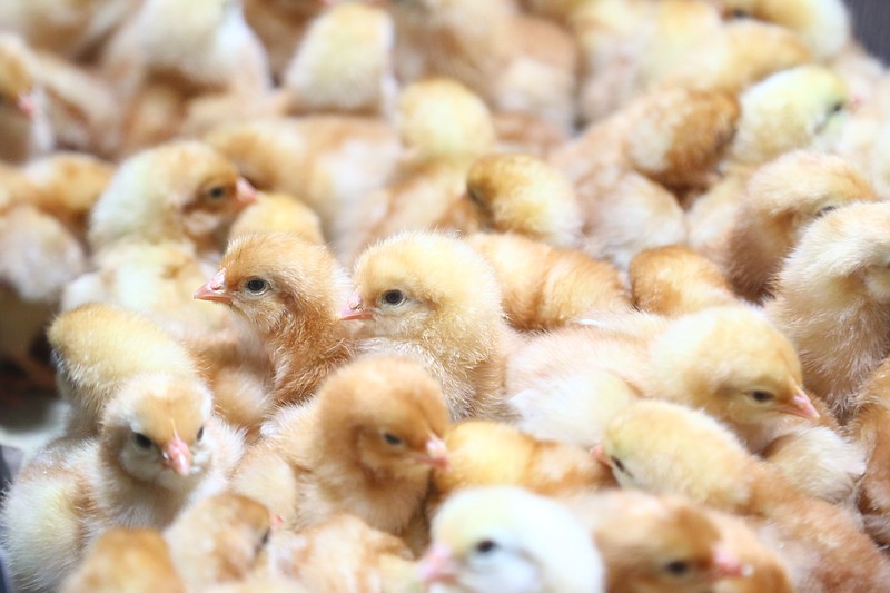 Boxes of chicks are prepared to be handed off to Cooperative Extension agents from 66 of the state's 75 counties as part of the annual Poultry Chain program in April 2022. University of Arkansas System Division of Agriculture photo. - Submitted photo