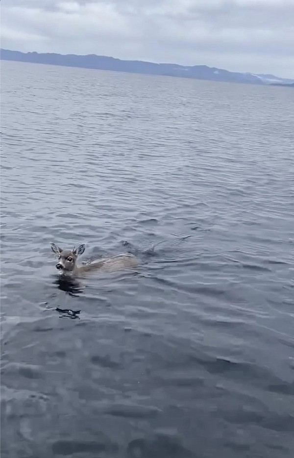 Wildlife troopers give boat ride to deer struggling in cold Alaskan waters - Vimarsana News