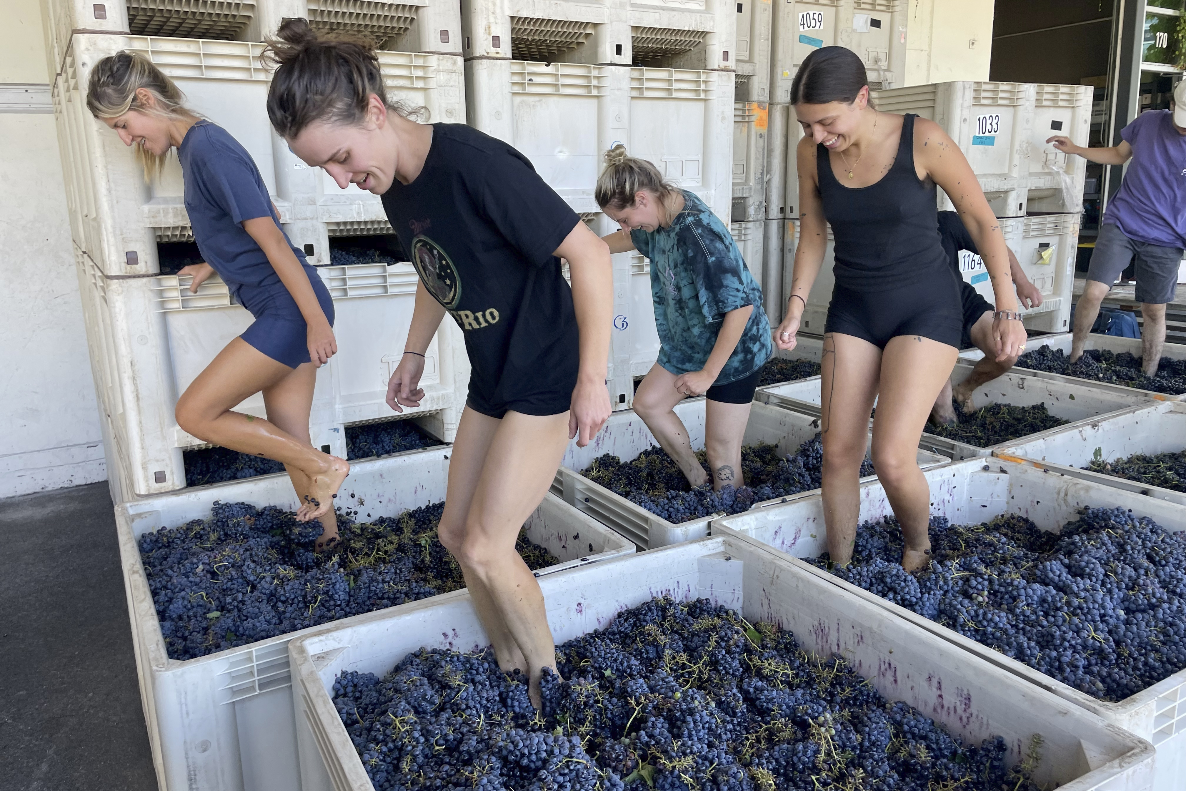 The ancient ways of natural wine are finding new fans - Vimarsana News