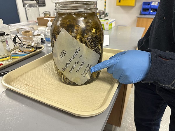 University of Michigan slithers toward history with massive acquisition of jarred snake specimens - Vimarsana News