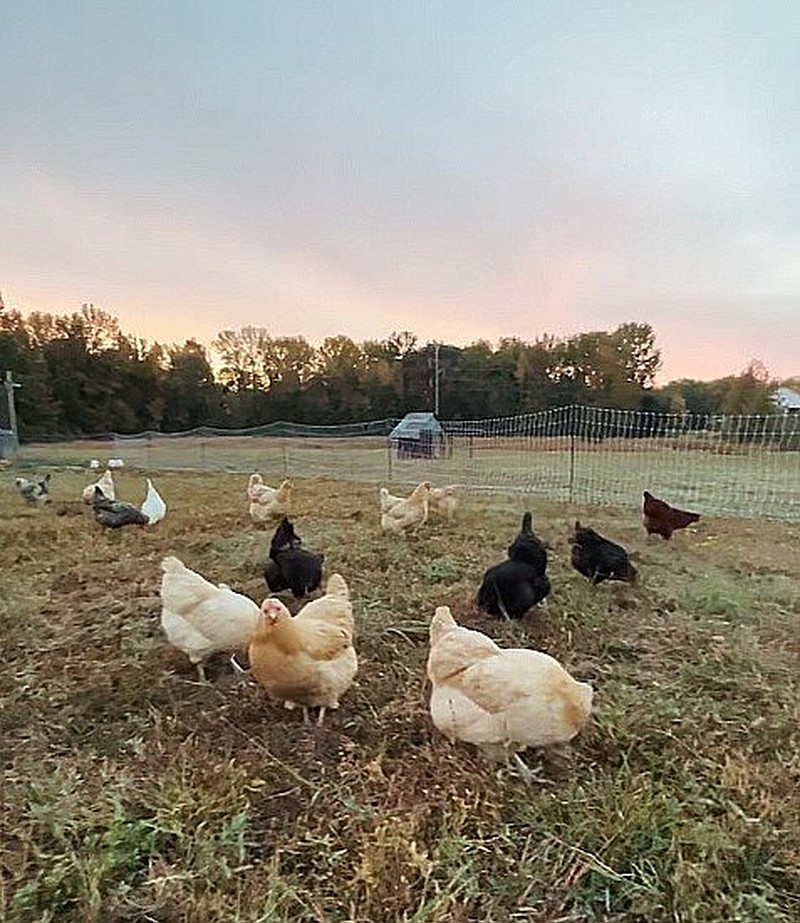 Avian flu risk rises as cold front nears The Arkansas Democrat