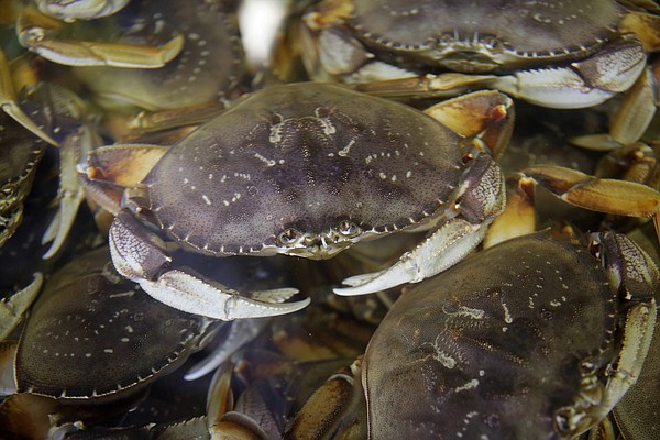 Californias Dungeness crab season delayed to protect whales Californias Dungeness crab season delayed to protect whales
