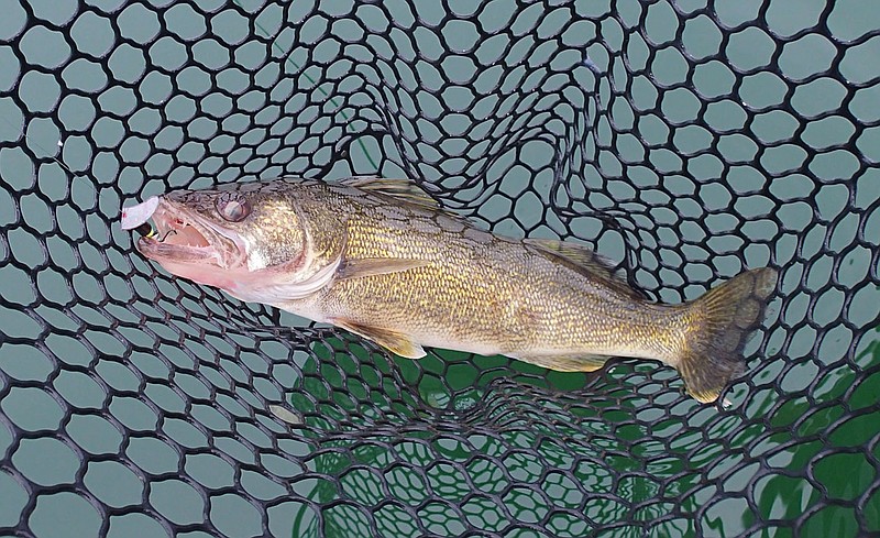 Anglers adapt to catch Beaver Lake walleye when water cools  The Arkansas  Democrat-Gazette - Arkansas' Best News Source