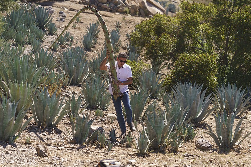 Leo Ortega carries a massive, flowering asparagus spear from an Agave Americana plant, at his home in Murrieta, Calif., Tuesday, Oct. 17, 2023. There's been a burst of interest in growing agave, the plant used to make Tequila popular in Mexico, in California after years of punishing drought and a push by the state to regulate groundwater use to shore up waning supplies. It started with entrepreneurs like Ortega, who is now investing in a distillery to turn his plants into a California spirit. (AP Photo/Damian Dovarganes)