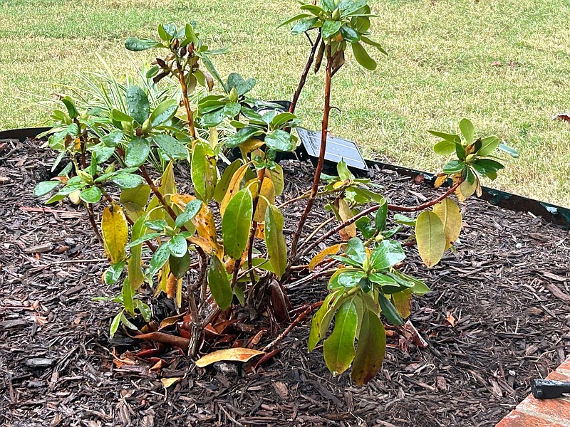 IN THE GARDEN Rhododendrons with sad yellow leaves should look much