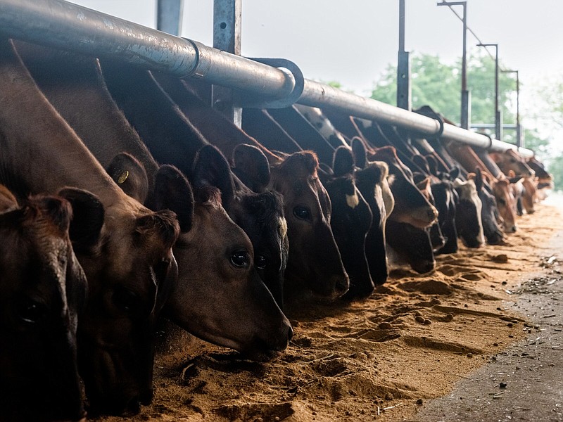 Cows are fed at Binsar Farms in Village Kundli, Sonipat, Haryana, India, on Tuesday, July 4, 2023. Milk is ubiquitous in India - from the morning glassful that most middle class school kids glug to its use in Hindu religious rituals. MUST CREDIT: Bloomberg photo by Anindito Mukherjee