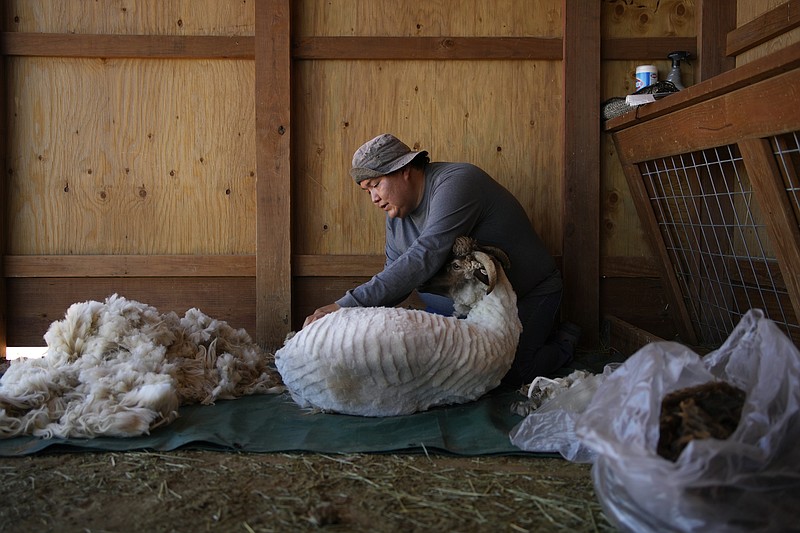 Nikyle Begay shears a sheep Sept. 7 on the Navajo Nation in Ganado, Ariz. (AP/John Locher)