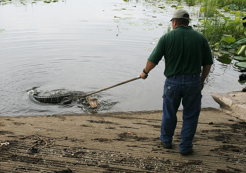 An alligator that was relocated after settling in near a popular boat ramp in southwest Arkansas is shown. (Submitted photo/Arkansas Game and Fish Commission)