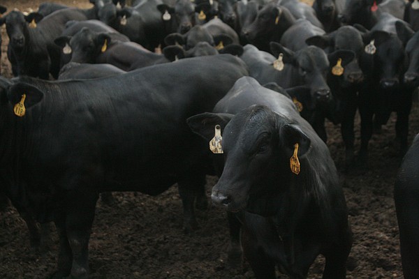 Hundreds expected for next week's cattle auction - Vimarsana News