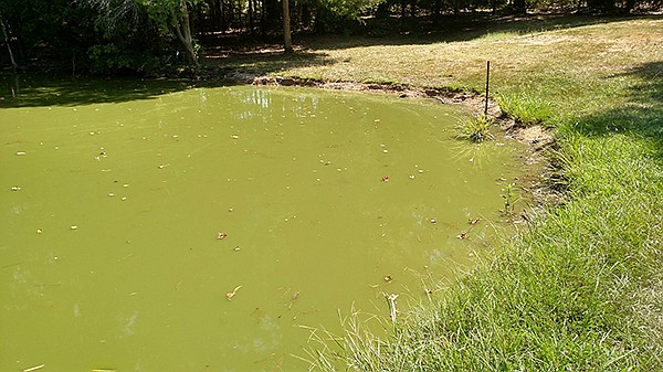 Specialist warns pond owners of turnover, fish deaths in fall | The Arkansas Democrat-Gazette - Vimarsana News