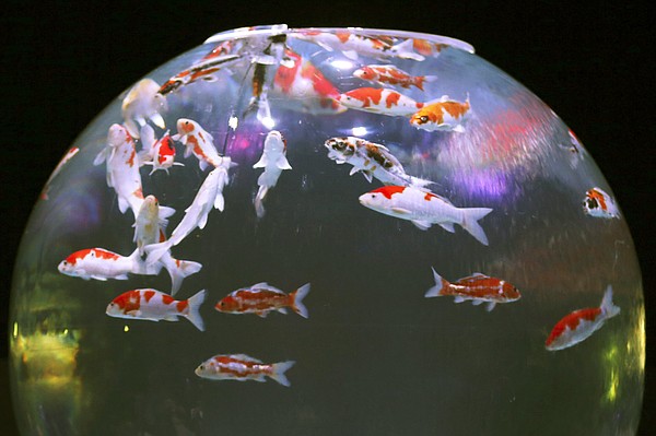 Koi swim to top as a new source of souring relations between Japan and China - Vimarsana News