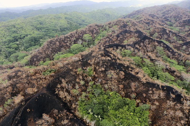 Oahu wildfire strikes rainforest The Arkansas DemocratGazette