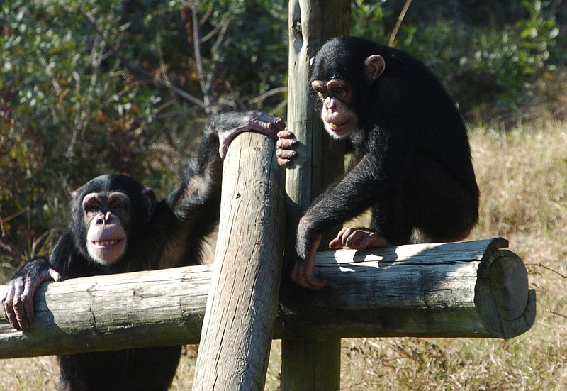 Mikey (left) and Louie were reluctant and uncertain Nov. 20, 2008, while outdoors with the zoo's chimpanzees hooting and calling to them from afar. (Democrat-Gazette file photo)
