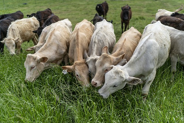 Beef is a way of life in Texas, but it's hard on the planet. This rancher thinks she can change that - Vimarsana News