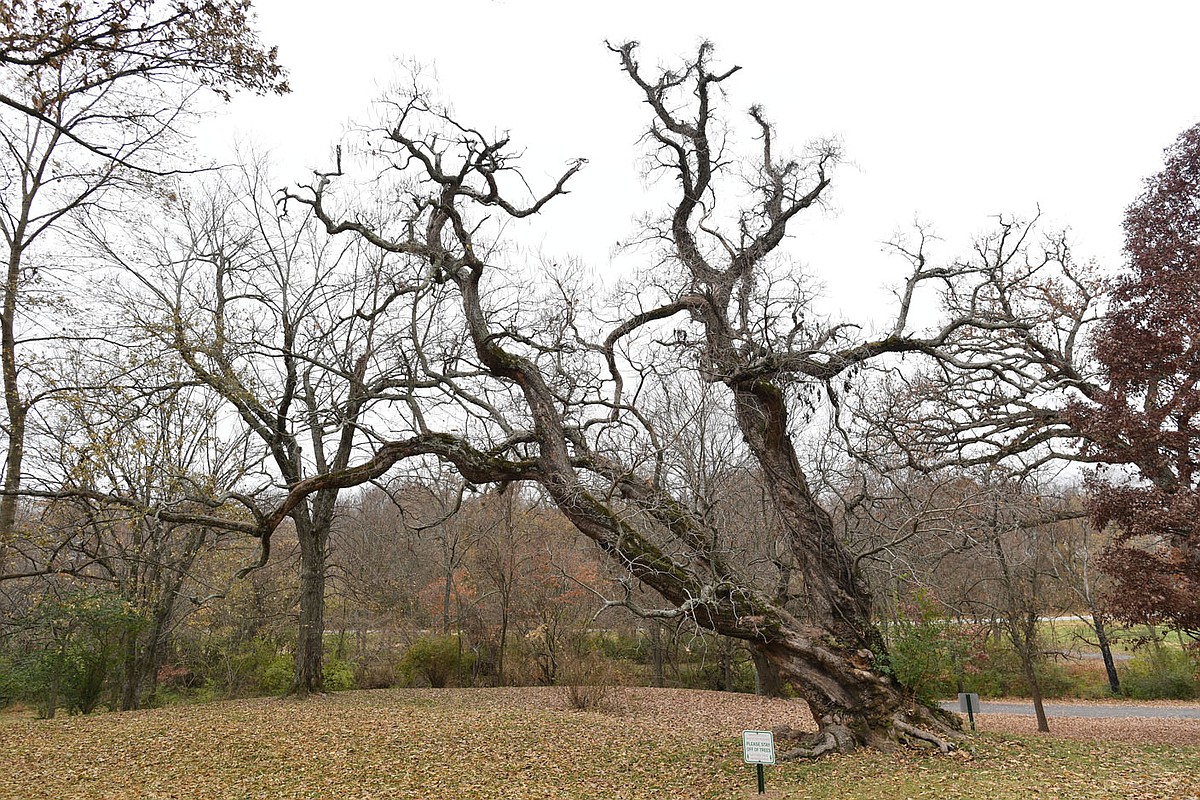 ‘Champion’ trees loom large in Springdale | Northwest Arkansas Democrat ...