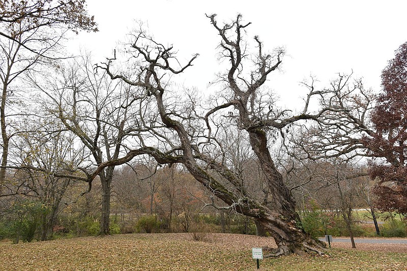 A southern catalpa stands Thursday at a property along Silent Grove Road in Springdale. The two trees were named state champions by the state Forestry Division, a hackberry and a southern catalpa. The hackberry is about 90 feet tall while the southern catalpa is about 65 feet tall. Visit nwaonline.com/photo for today's photo gallery.
(NWA Democrat-Gazette/Andy Shupe)