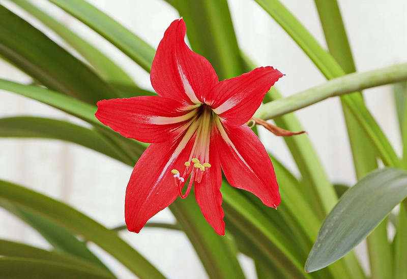 Amaryllis make a great gift that is sure to generate smiles from family and friends as they watch the bulb transform into beautiful blossoms. (Mikayil Hasanov/Dreamstime/TNS)