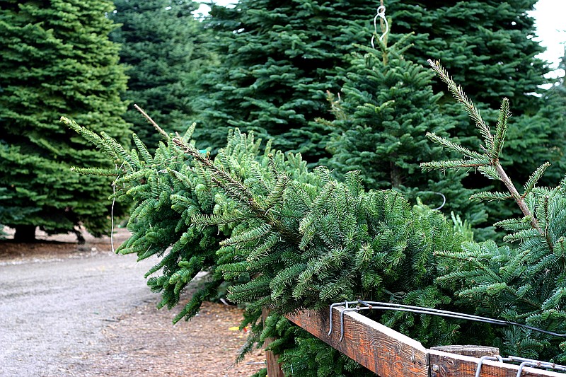 Make memories chopping down the family Christmas tree this season. (Dreamstime/TNS)