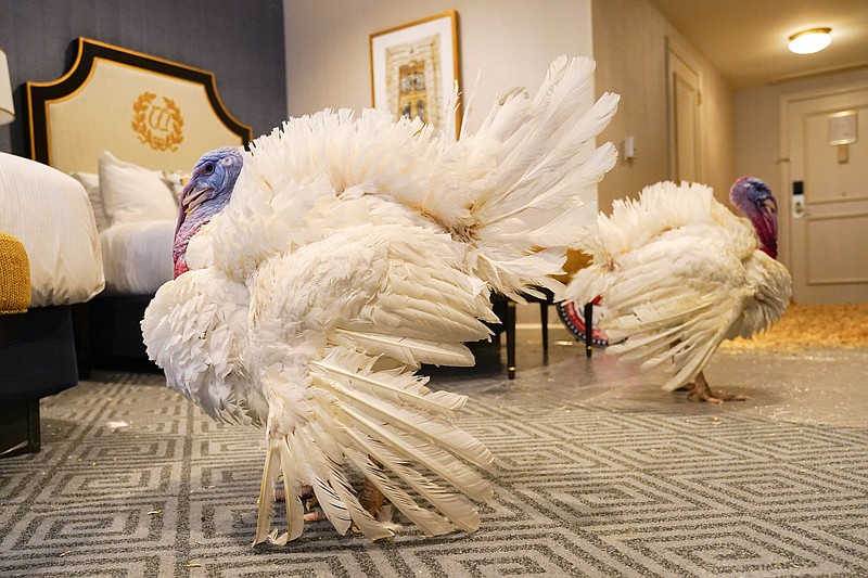 President Biden Pardons National Thanksgiving Turkeys While Marking His ...