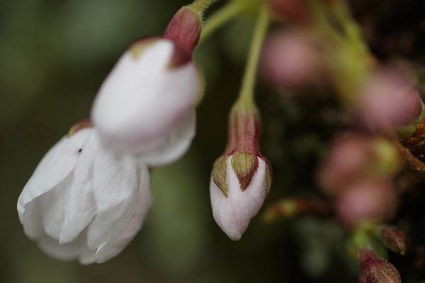 Map aids gardeners as nation heats up | The Arkansas Democrat-Gazette - Vimarsana News